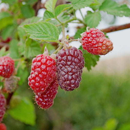 Tayberry - Rubus Tayberry - Obstpflanze - Kreuzung aus Himbeere und Brombeere - 2 Pflanzen - Topf 11cm Höhe 40cm 