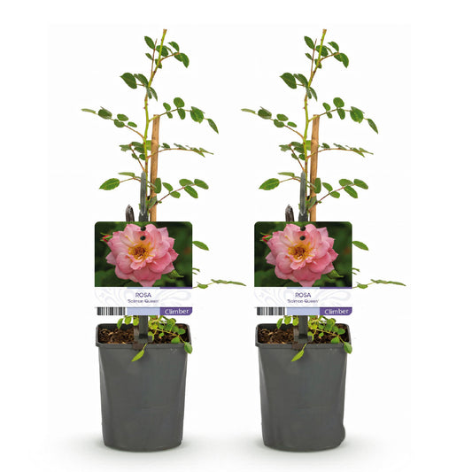 Kletterrose - Rosa Salmon Queen - Hellrosa Rose - Geringer Pflegeaufwand - 2 Pflanzen - Topf 11cm Höhe 40cm