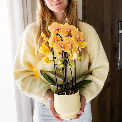 Kolibri Orchids | Orange Phalaenopsis-Orchidee Topfgröße Ø12cm | Sunny Bunny | Blühende Zimmerpflanze – Frisch vom Züchter 