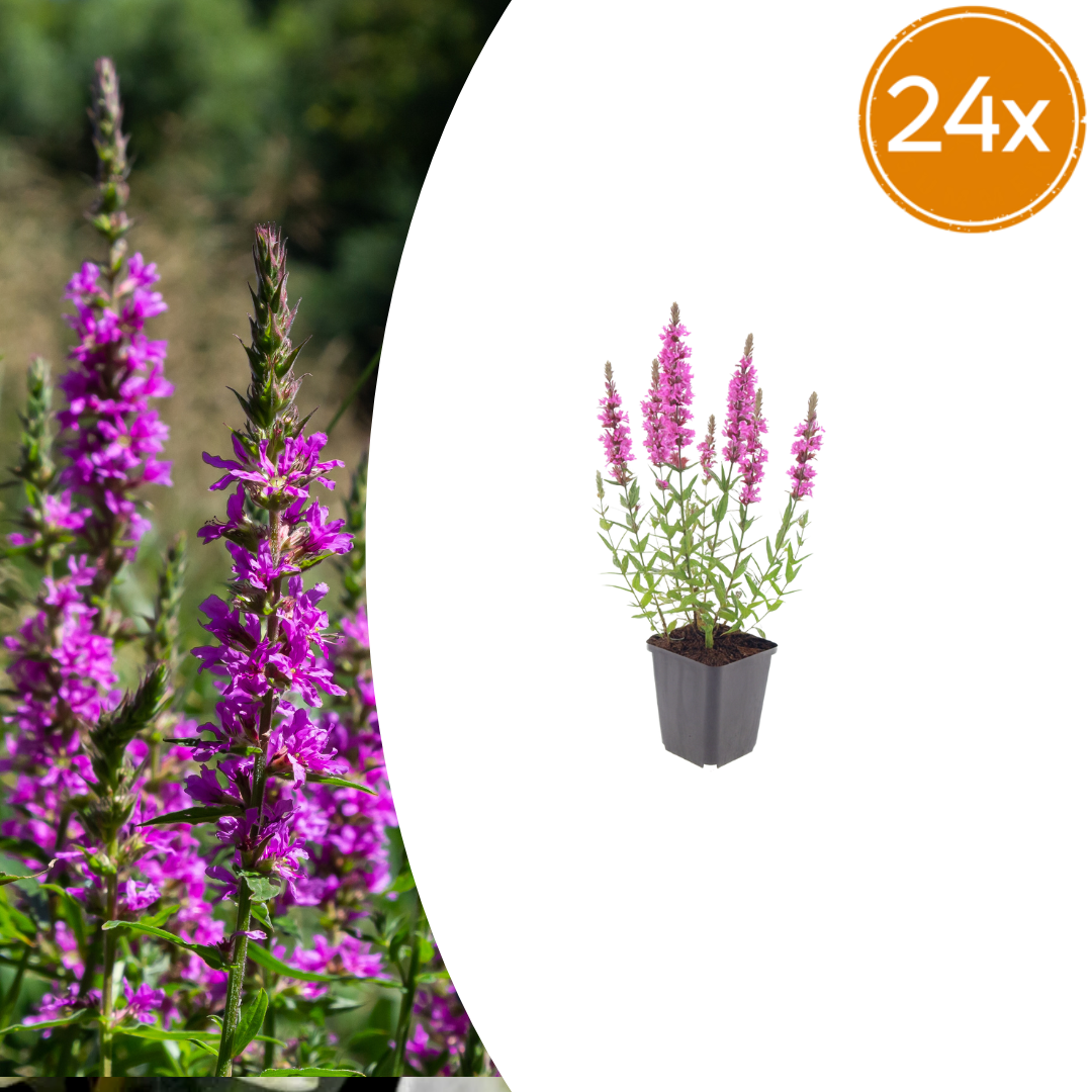 Lythrum salicaria Blutweiderich – 24 Pflanzen – Ø9cm – Höhe 10-25cm – Rosa Purpur Blütenähren – Winterharte Staude – Für Teichrand & Feuchtbeet