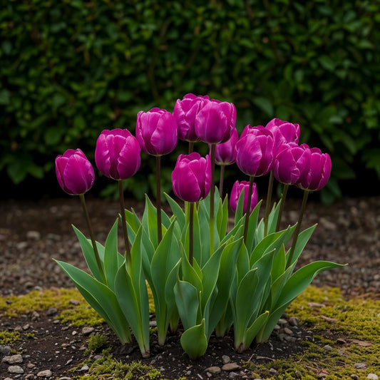 GreenboutiQ - Blumenzwiebeln - Tulp Triumph Purple - Farbe Lila - 15 Stück - Zwiebelgröße 11/12 - XXL Pack 