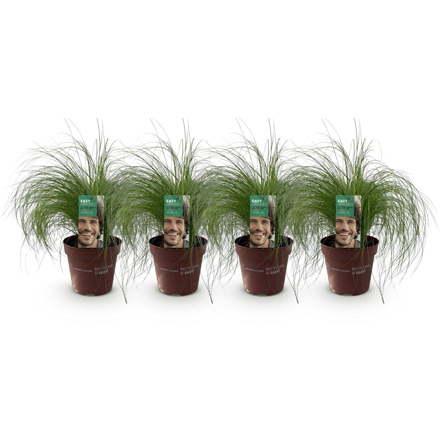 Zartes Federgras – Stipa tenuifolia Pony Tails – Ziergras – Grün – 4 Pflanzen – Immergrün – Wenig Pflege – 17cm – Höhe 50cm 