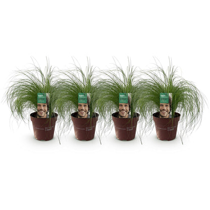 Zartes Federgras – Stipa tenuifolia Pony Tails – Ziergras – Grün – 4 Pflanzen – Immergrün – Wenig Pflege – 17cm – Höhe 50cm 