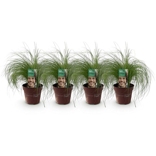 Zartes Federgras – Stipa tenuifolia Pony Tails – Ziergras – Grün – 4 Pflanzen – Immergrün – Wenig Pflege – 17cm – Höhe 50cm 