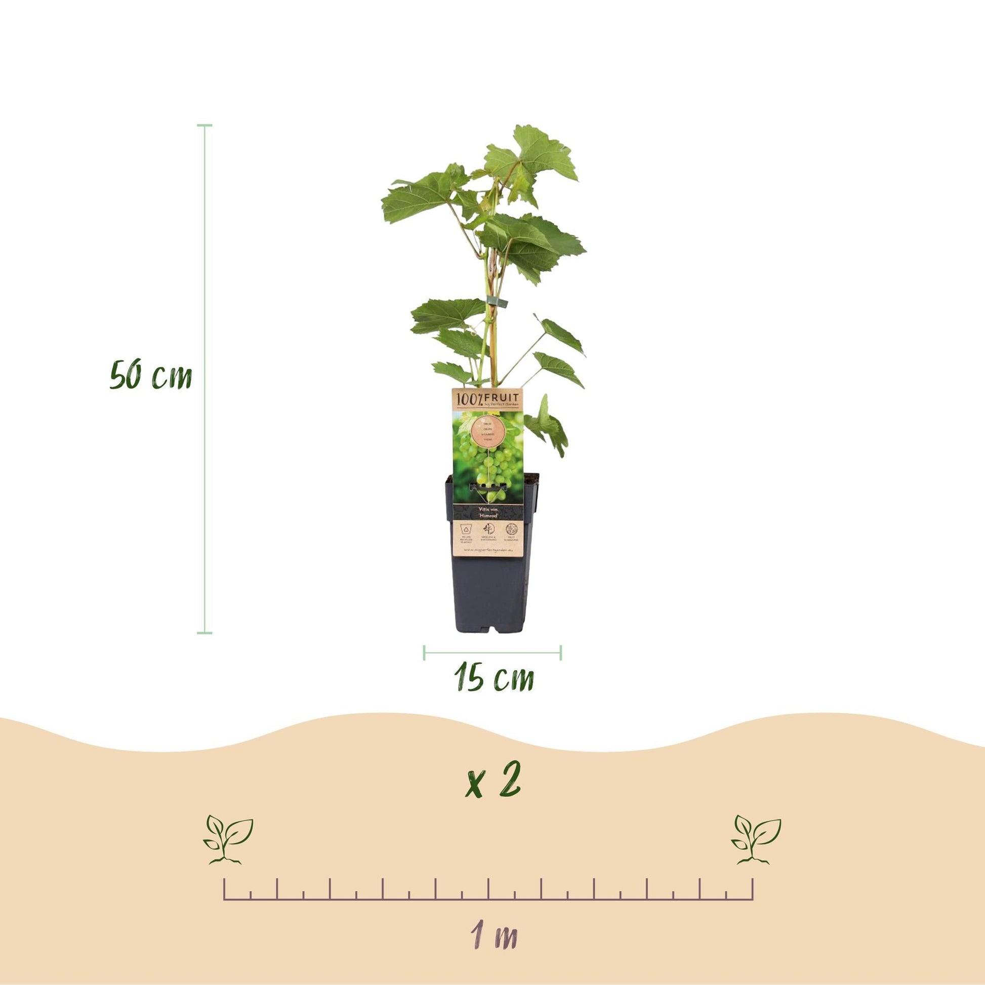 Weinrebe – Vitis vinifera Vanessa & Himrod – Kernlose lila & weiße Trauben – 2 Pflanzen – Obstpflanze – 15cm – Höhe 50cm 