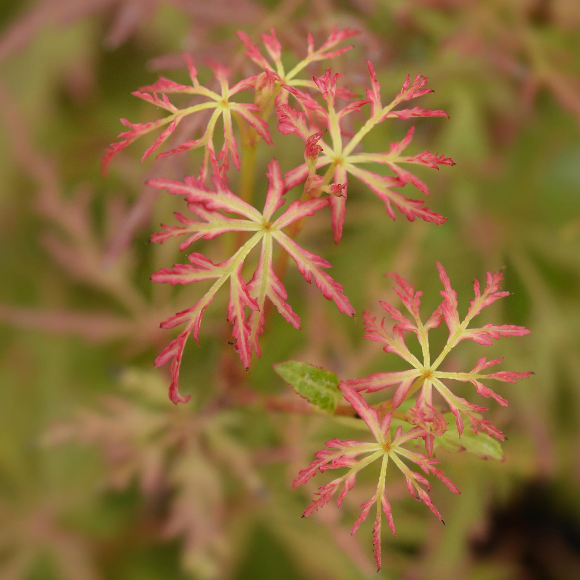 GreenboutiQ - Gartenpflanze - Acer palmatum Seiryu - Grün 1 Pflanze - Laubabwerfend - Wenig Pflege - Topf 12cm Höhe 35cm 