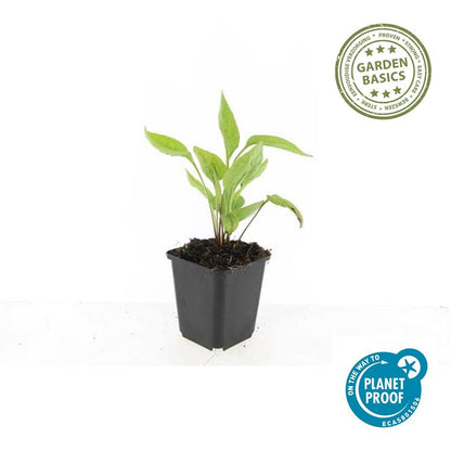 Scheinsonnenhut – Echinacea purpurea 'White Swan' – ↑10-25cm – Ø9cm – 60 Pflanzen – Weiße Blüten, pflegeleicht, bienenfreundlich, Sommerblüher