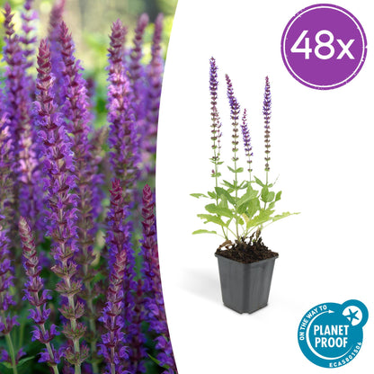 Salvia nemorosa ‘Ostfriesland’ – 48 Pflanzen – ↕10-25cm – Ø9cm – Lila Blühstaude – Sonne – Pflegeleicht & Robust – Für Beete & Rabatten 