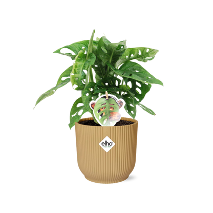 Monstera Monkey Leaf – Fensterblatt – Ø14cm Gelber Vibes Fold Topf – Tropische Zimmerpflanze – Luftreinigend & pflegeleicht – Swiss Cheese Plant 