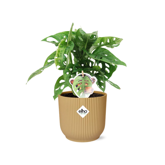 Monstera Monkey Leaf – Fensterblatt – Ø14cm Gelber Vibes Fold Topf – Tropische Zimmerpflanze – Luftreinigend & pflegeleicht – Swiss Cheese Plant 