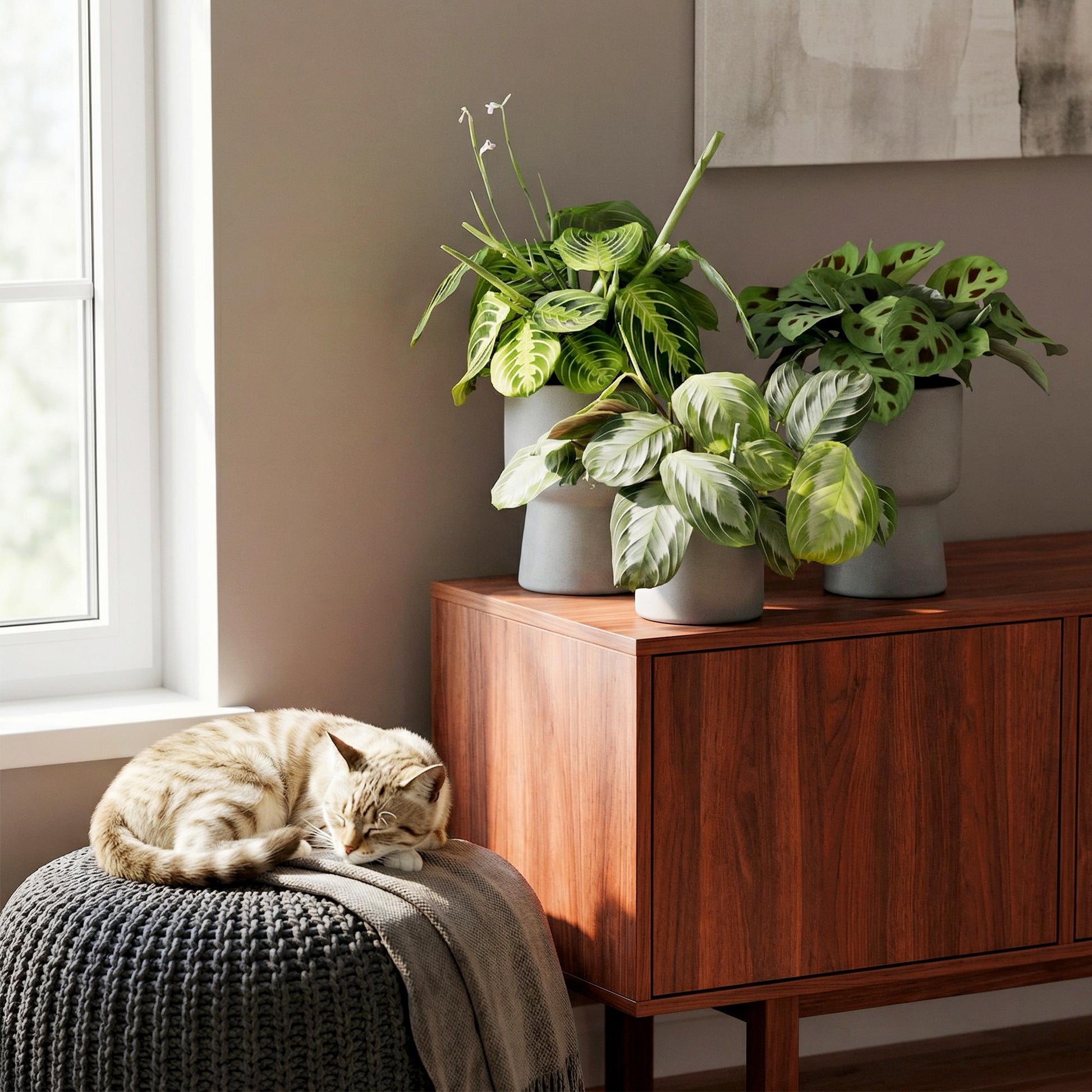 Green boutiQ - Zimmerpflanze - Marantha Silverband, Marantha Lemon Lime Marantha Kerchoveana - Gebetspflanze - Haustierfreundliche Pflanze - Grün - 3 Pflanzen - Topf 12cm - Höhe 25cm 