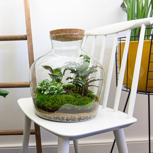 Flaschengarten - DIY Bausatz - Terrarium - Fat Joe - ↕ 30 cm 