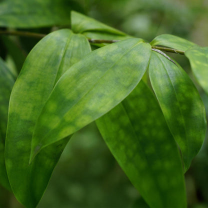 Green boutiQ - Zimmerpflanzen - Dracaena surculosa - Drachenblutbaum - Wenig Pflege - mit Korb - Grün - 2 Pflanzen - Topf 17cm - Höhe 60-70cm 