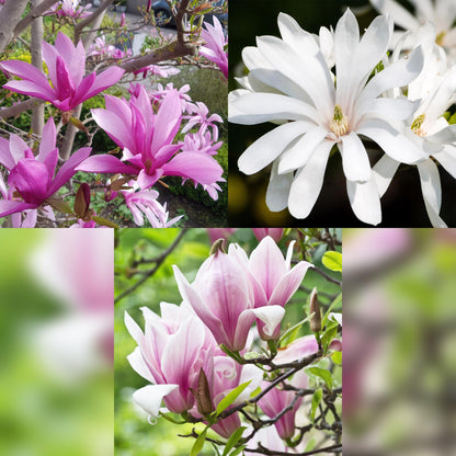GreenboutiQ - Gartenpflanze - Magnolia Tricolour - Blüte Weiß-Rosa-Lila - 3 Pflanzen - Laubabwerfend - Wenig Pflege - Topf 12cm Höhe 30cm 