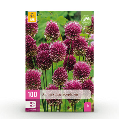 GreenboutiQ - Blumenzwiebeln - Allium Sphaerocephalon - Farbe Lila - 100 Stück - Zwiebelgröße 5/6 - XXL Pack 