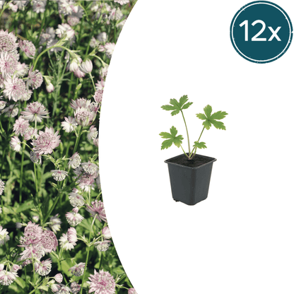 Astrantia major Sterndolde 12 Pflanzen – 10-25cm – Ø9cm – Winterharte Staude für Garten & Beet – Bienenfreundliche Blühpflanze – Mehrjährige Gartenpflanzen im Topf
