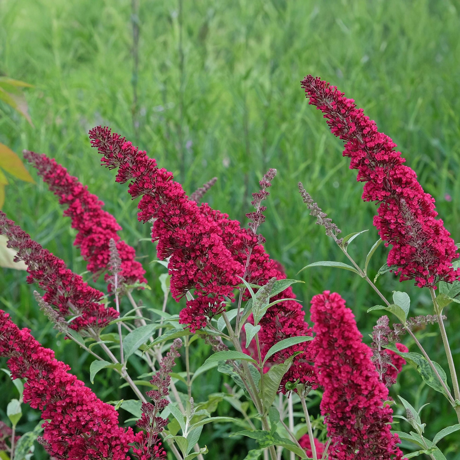 Schmetterlingsstrauch Buddleja davidii Royal Red – Rote Blüten – Laubabwerfend – Schmetterlingsfreundlich – 17 cm Höhe 25 cm 