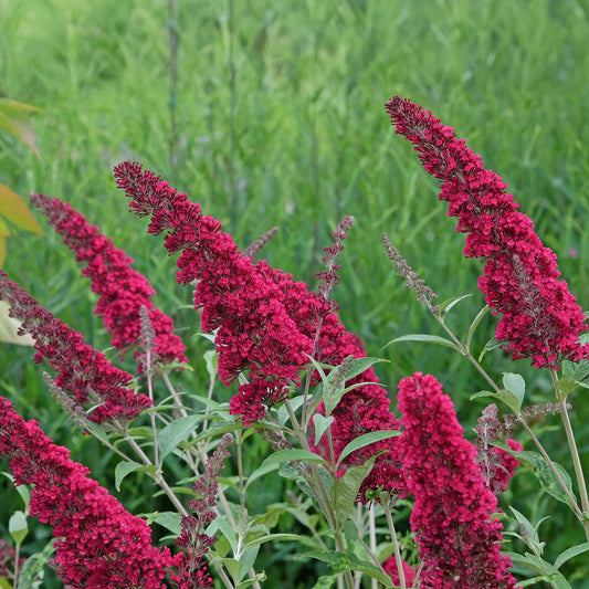 Schmetterlingsstrauch Buddleja davidii Royal Red – Rote Blüten – Laubabwerfend – Schmetterlingsfreundlich – 17 cm Höhe 25 cm 