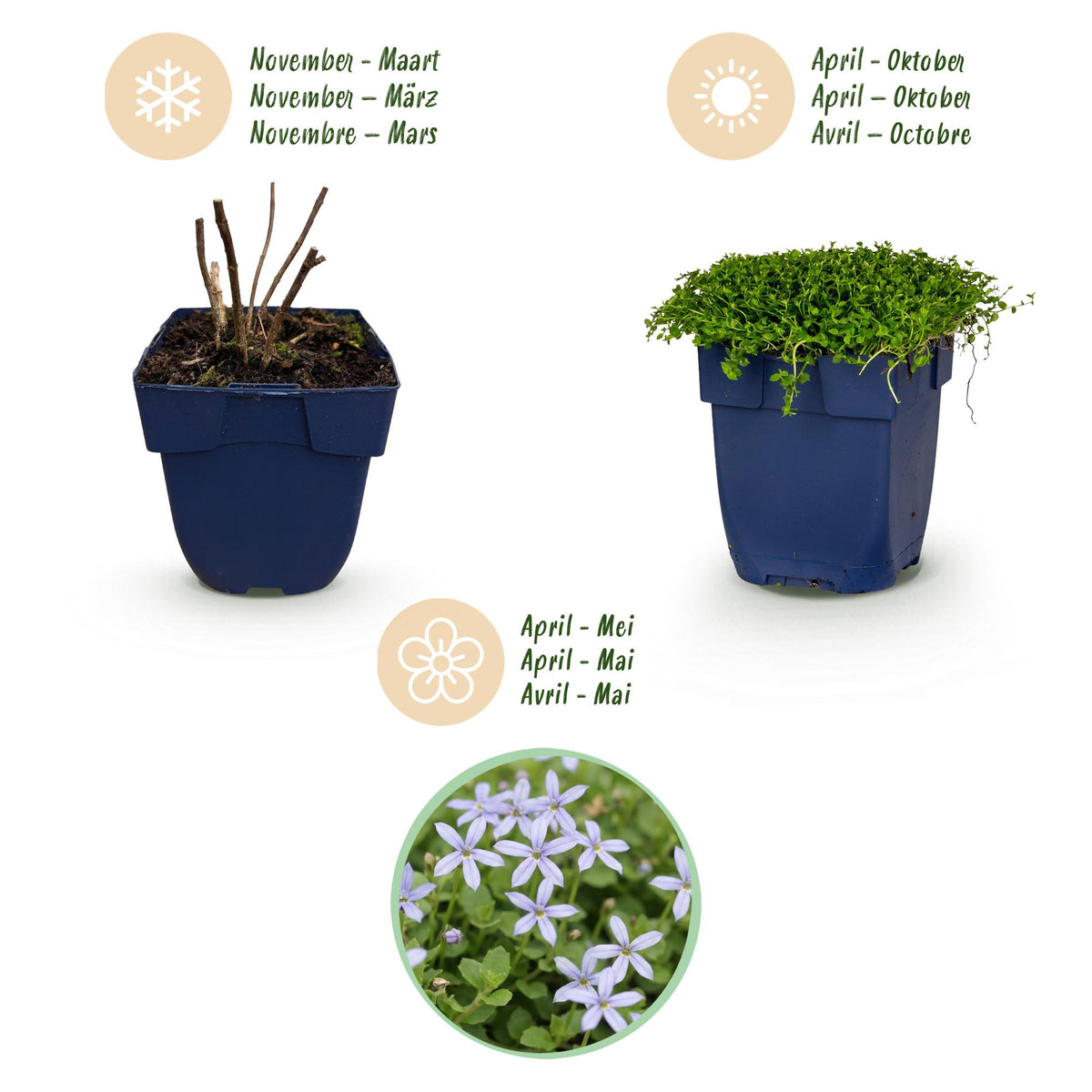 Sternmoos – Isotoma fluviatilis – 6 Pflanzen – Topf Ø11cm – Bienenfreundliche Staude für Garten & Balkon