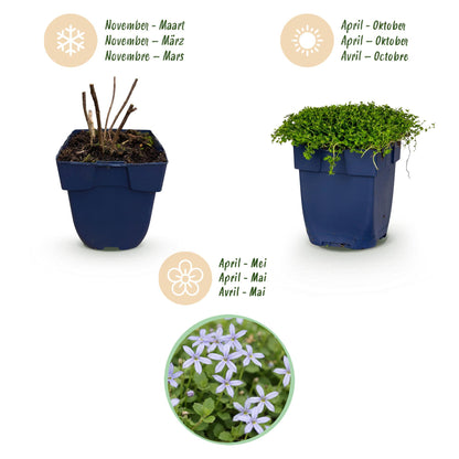 Sternmoos – Isotoma fluviatilis – 6 Pflanzen – Topf Ø11cm – Bienenfreundliche Staude für Garten & Balkon