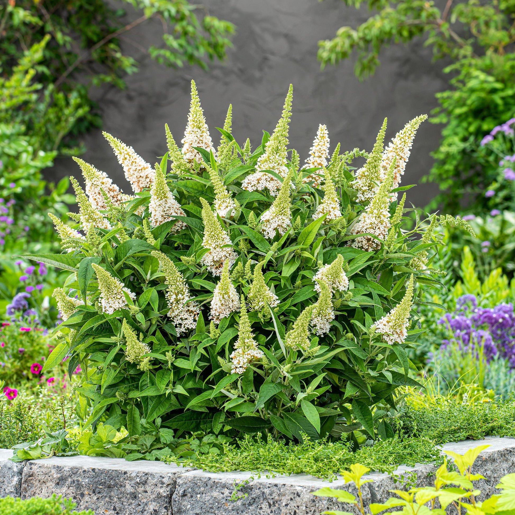 Green boutiQ - Gartenpflanze - Buddleja davidii Butterfly Candy Little White - Schmetterlingsstrauch - Kompakt - Weiß - 3 Pflanzen - Topf 12cm - Höhe 20-25cm 