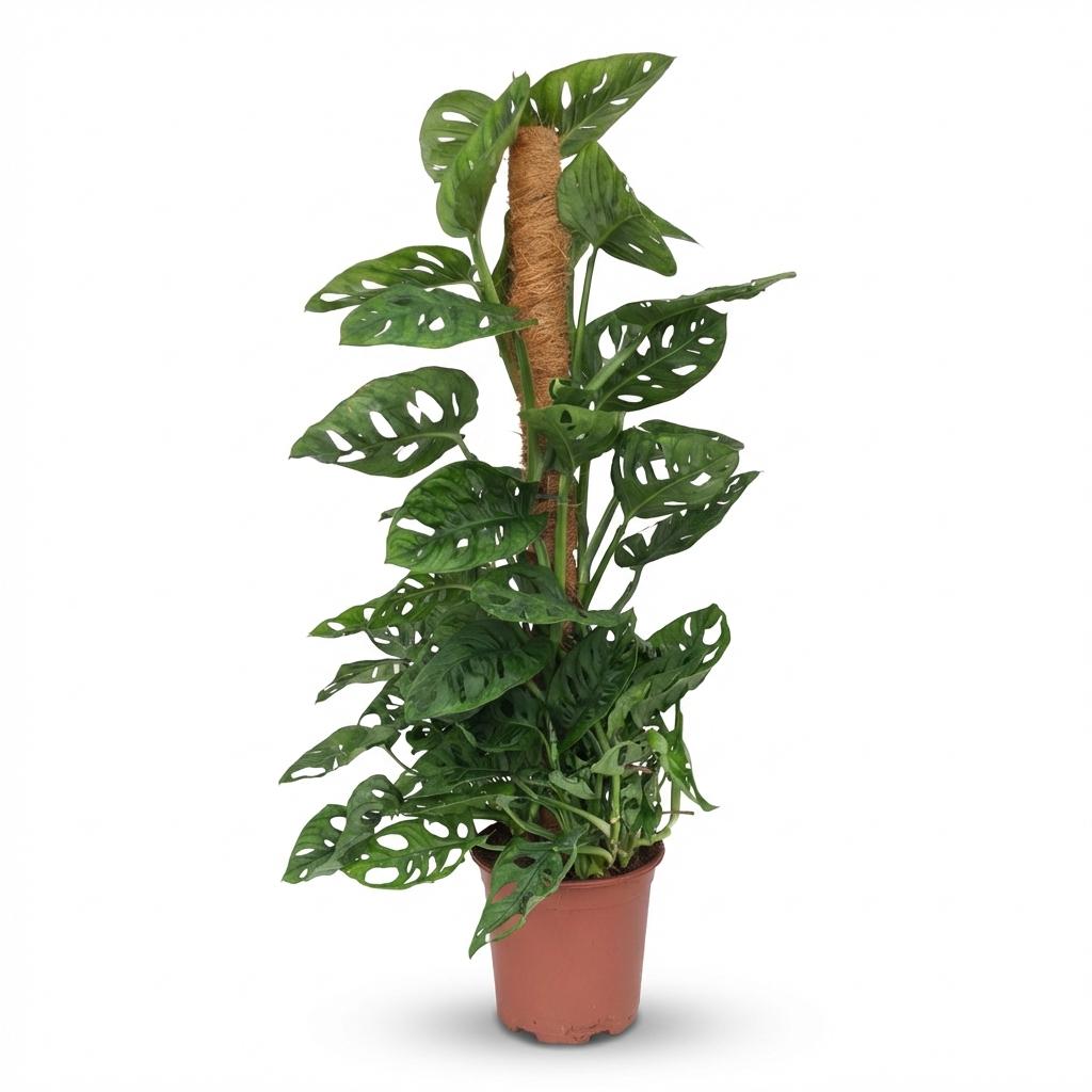 Green boutiQ - Zimmerpflanze - Monkey Mask - Monstera Andansonii Moosstab - Grün - Pflegeleicht - 1 Pflanze - Topf 19cm - Höhe 90cm 