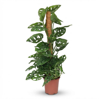 Green boutiQ - Zimmerpflanze - Monkey Mask - Monstera Andansonii Moosstab - Grün - Pflegeleicht - 1 Pflanze - Topf 19cm - Höhe 90cm 