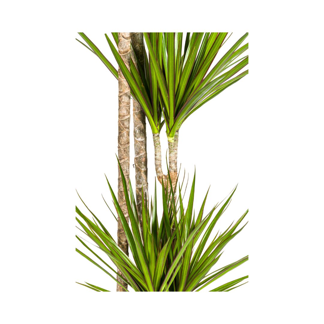 Drachenbaum Dracaena Marginata Green – Große Zimmerpflanze – Ø27 cm – 170-190 cm hoch – Schlanke dunkelgrüne Blätter – Moderner Urban Jungle Klassiker 