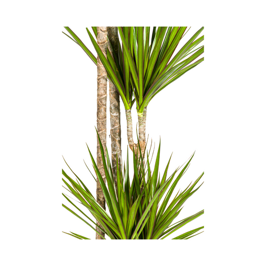 Drachenbaum Dracaena Marginata Green – Große Zimmerpflanze – Ø27 cm – 170-190 cm hoch – Schlanke dunkelgrüne Blätter – Moderner Urban Jungle Klassiker 