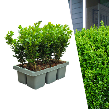 Buchsbaum – Buxus NewGen Freedom – 6 Pflanzen – je ca. 15 cm hoch – Topf Ø7 cm – kompakter, winterharter Strauch – resistent gegen Zünsler & Pilzkrankheiten – ideal für Formschnitt & Hecken 