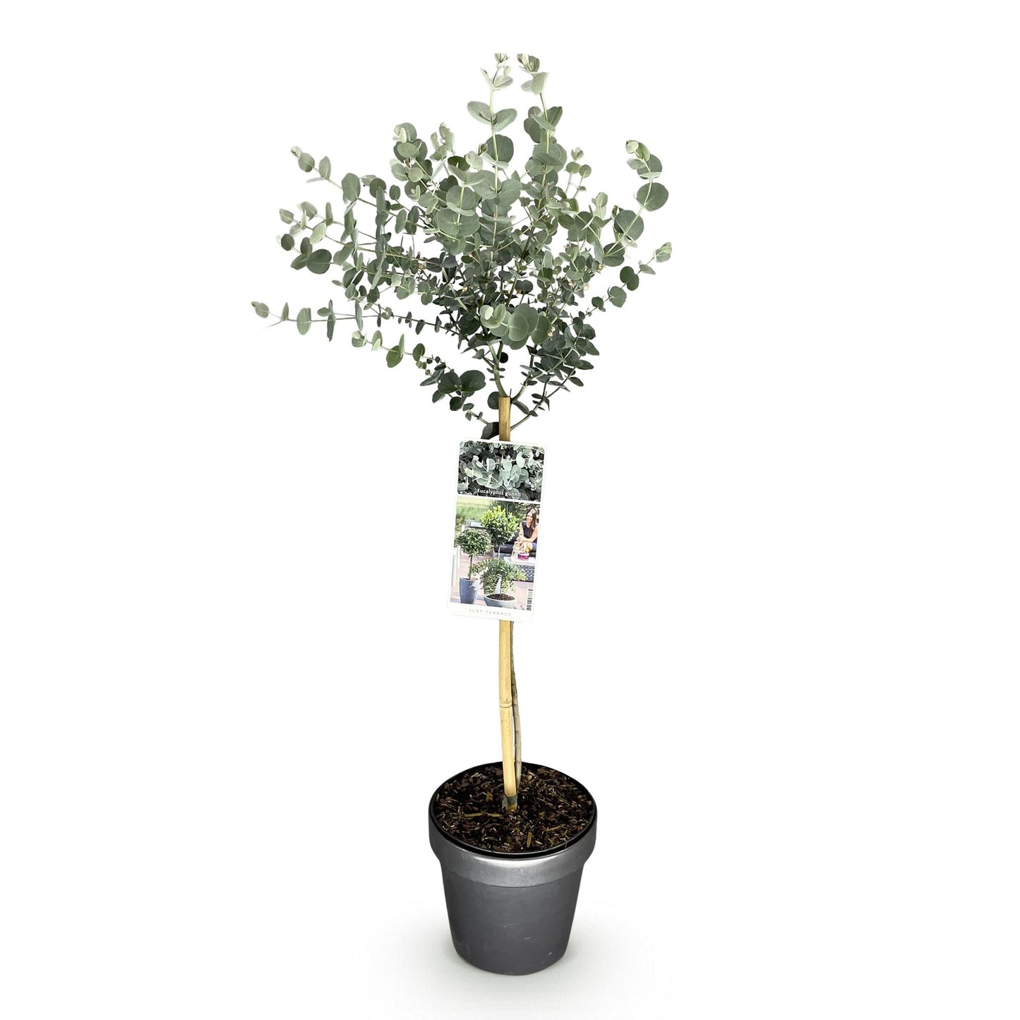 GreenboutiQ - Pflanzen auf Stamm - Eucalyptus gunni Azure - Terrassenpflanze - Immergrün - Winterhart - Graues Blatt - Topf 19 cm Höhe 90 cm 