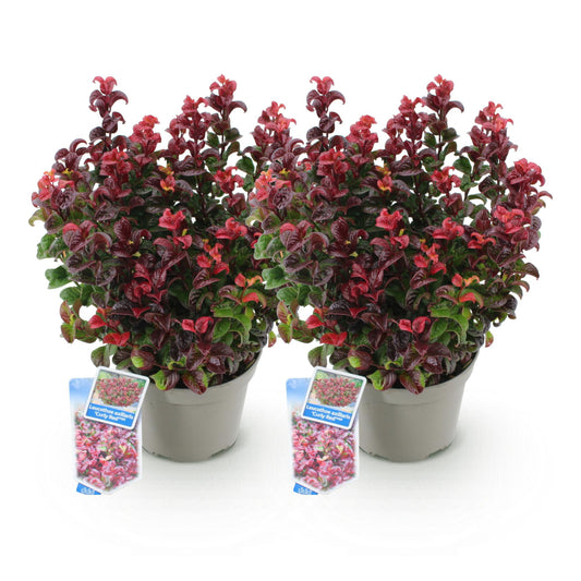 GreenboutiQ - Gartenpflanze - Leucothoe Curly Red - Rot - 2 Pflanzen - Immergrün - Wenig Pflege - Topf 17cm Höhe 40cm 