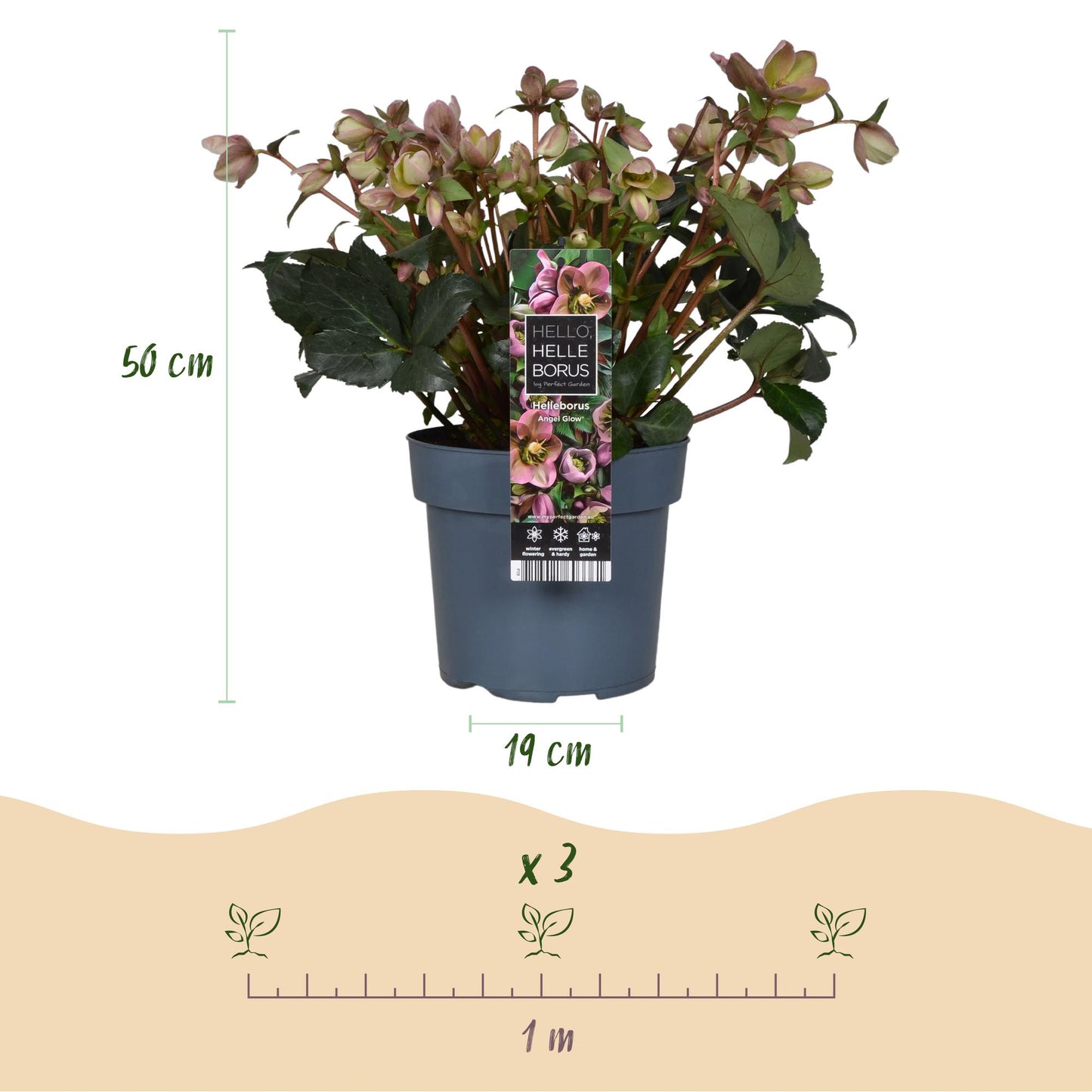 GreenboutiQ - Gartenpflanze - Lenzrose - Helleborus Angels Glow - Rosa Blüte - Immergrün - Topf 19cm Höhe 50cm 