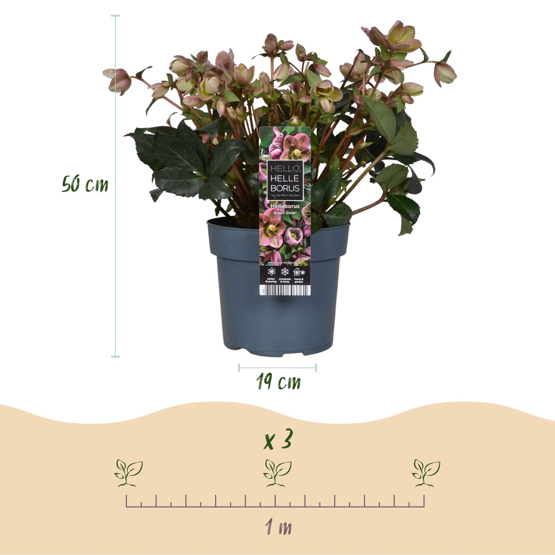 GreenboutiQ - Gartenpflanze - Lenzrose - Helleborus Angels Glow - Rosa Blüte - Immergrün - Topf 19cm Höhe 50cm 