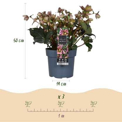 GreenboutiQ - Gartenpflanze - Lenzrose - Helleborus Angels Glow - Rosa Blüte - Immergrün - Topf 19cm Höhe 50cm 