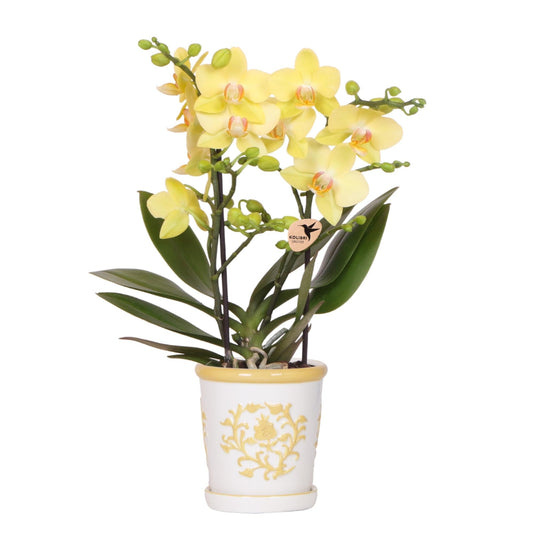 Gelbe Orchidee Albenga + Malaga Ziertopf Gelb – Ø9cm – Fröhliche Zimmerpflanze mit sonniger Ausstrahlung – Direkt vom Züchter 