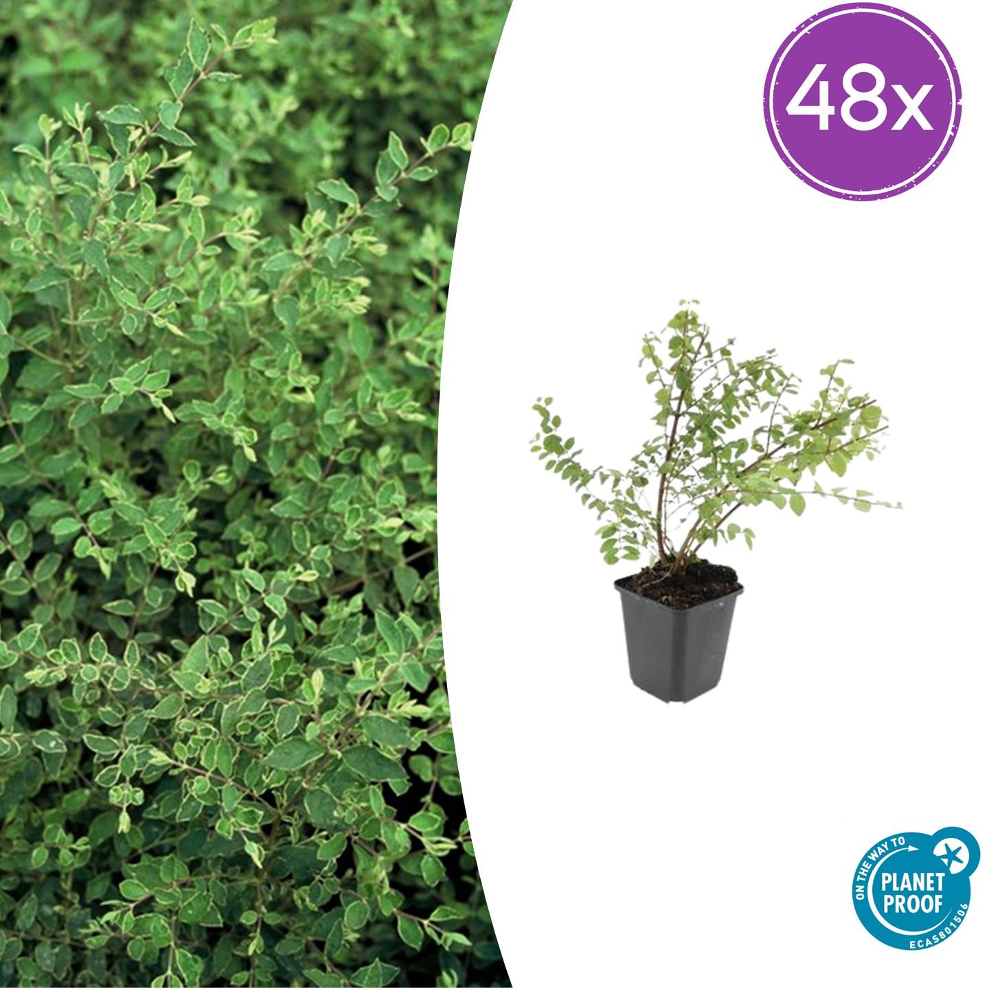 Symphoricarpos chenaultii 'Hancock' – 48 Pflanzen – weiß blühender & fruchtender Bodendecker – winterhart & pflegeleicht 