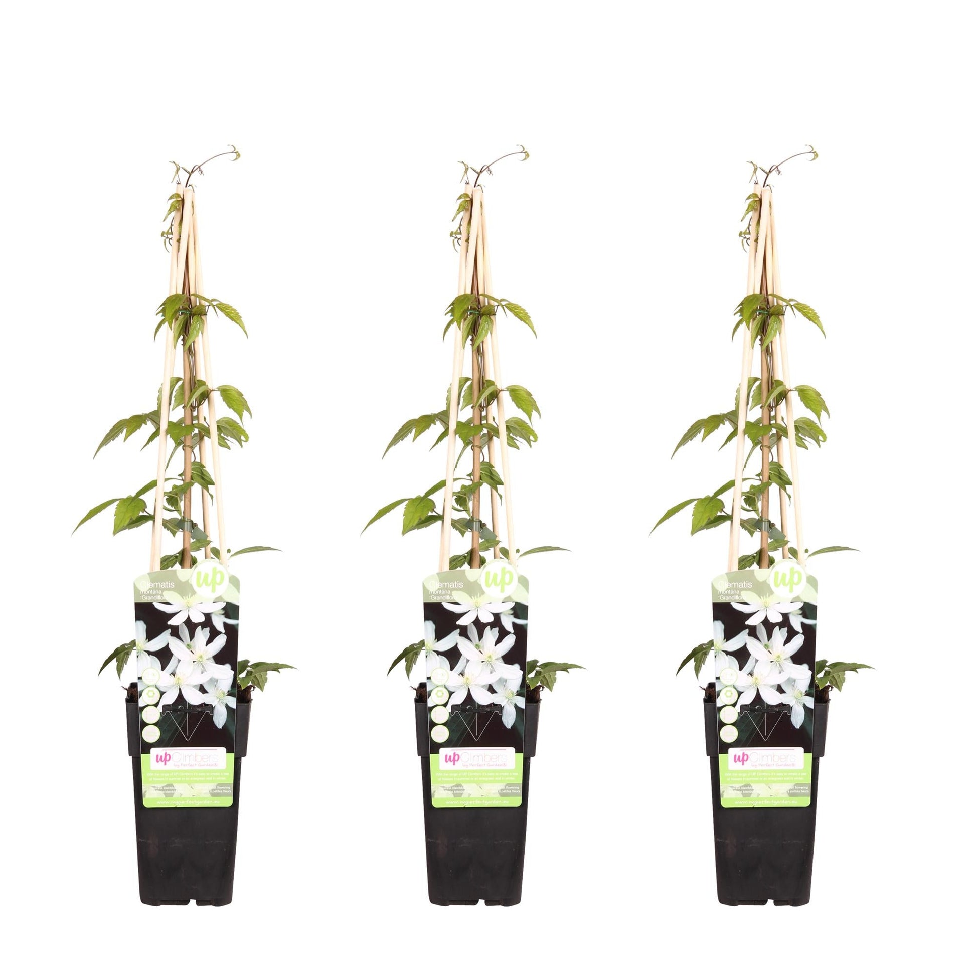 Waldrebe - Clematis Montana 'Grandiflora' – 3 Pflanzen - Winterharte Kletterpflanze – Ø15 cm Topf – Ca. 65 cm hoch – Weiße duftende Blüten – Ideal für Pergola, Zaun & Wand 