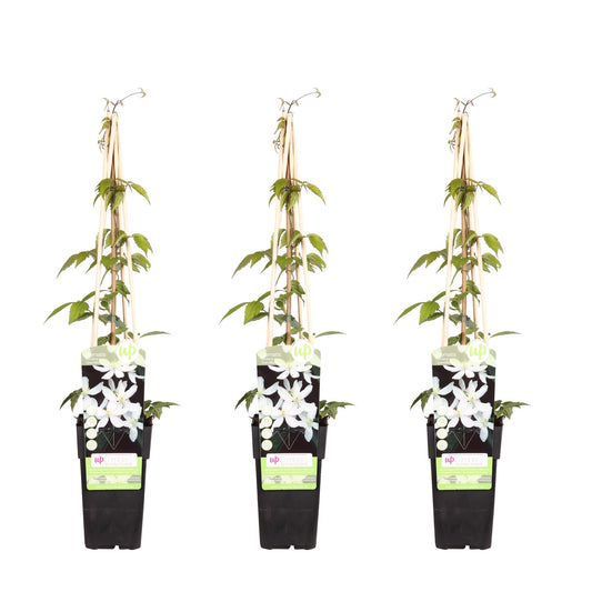 Waldrebe - Clematis Montana 'Grandiflora' – 3 Pflanzen - Winterharte Kletterpflanze – Ø15 cm Topf – Ca. 65 cm hoch – Weiße duftende Blüten – Ideal für Pergola, Zaun & Wand 