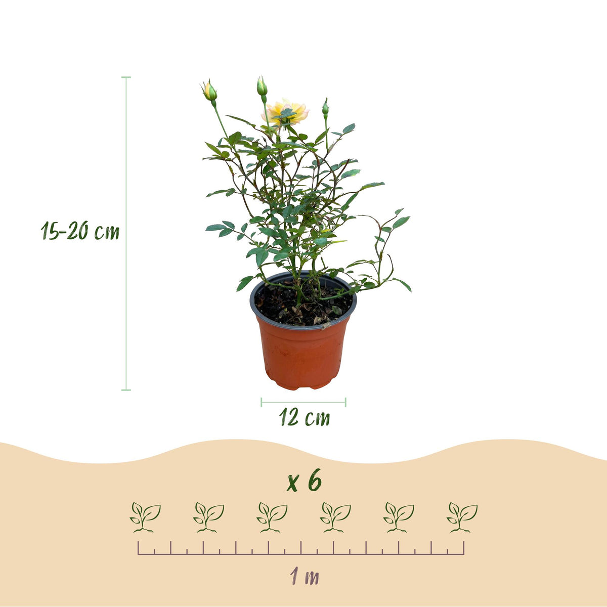 Green boutiQ - Gartenrose - Rosa Tricolor Fairy - Rose - Winterhart - Gelb-Rosa - 3 Pflanzen - Topf 12cm - Höhe 20-25cm 