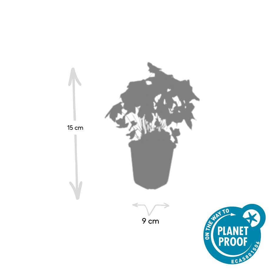 Knotiger Storchschnabel Geranium nodosum – ↕10-25cm – Ø9cm – 60 Pflanzen – Winterharte Staude & Bodendecker – Für Schatten & Halbschatten 
