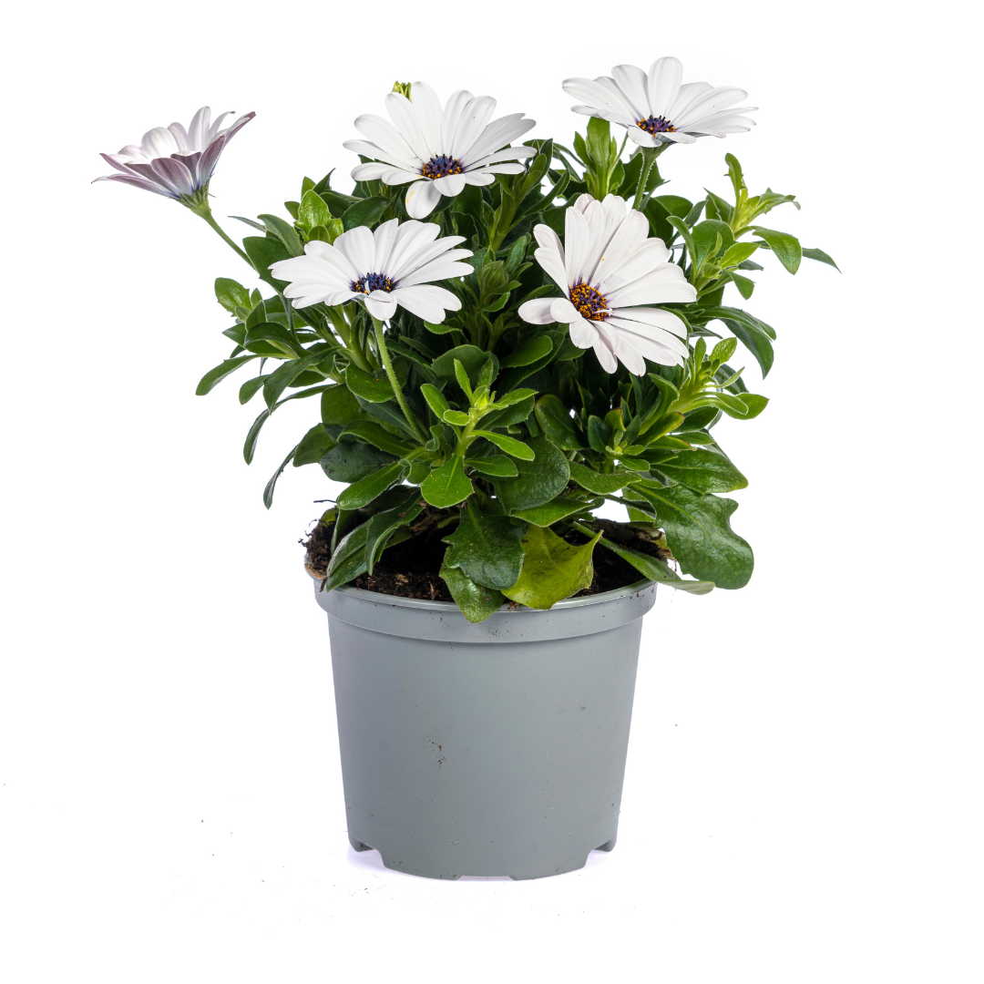 Kapkörbchen - Osteospermum ecklonis Weiß - Ø12 cm - ↕20 cm - 8 Pflanzen