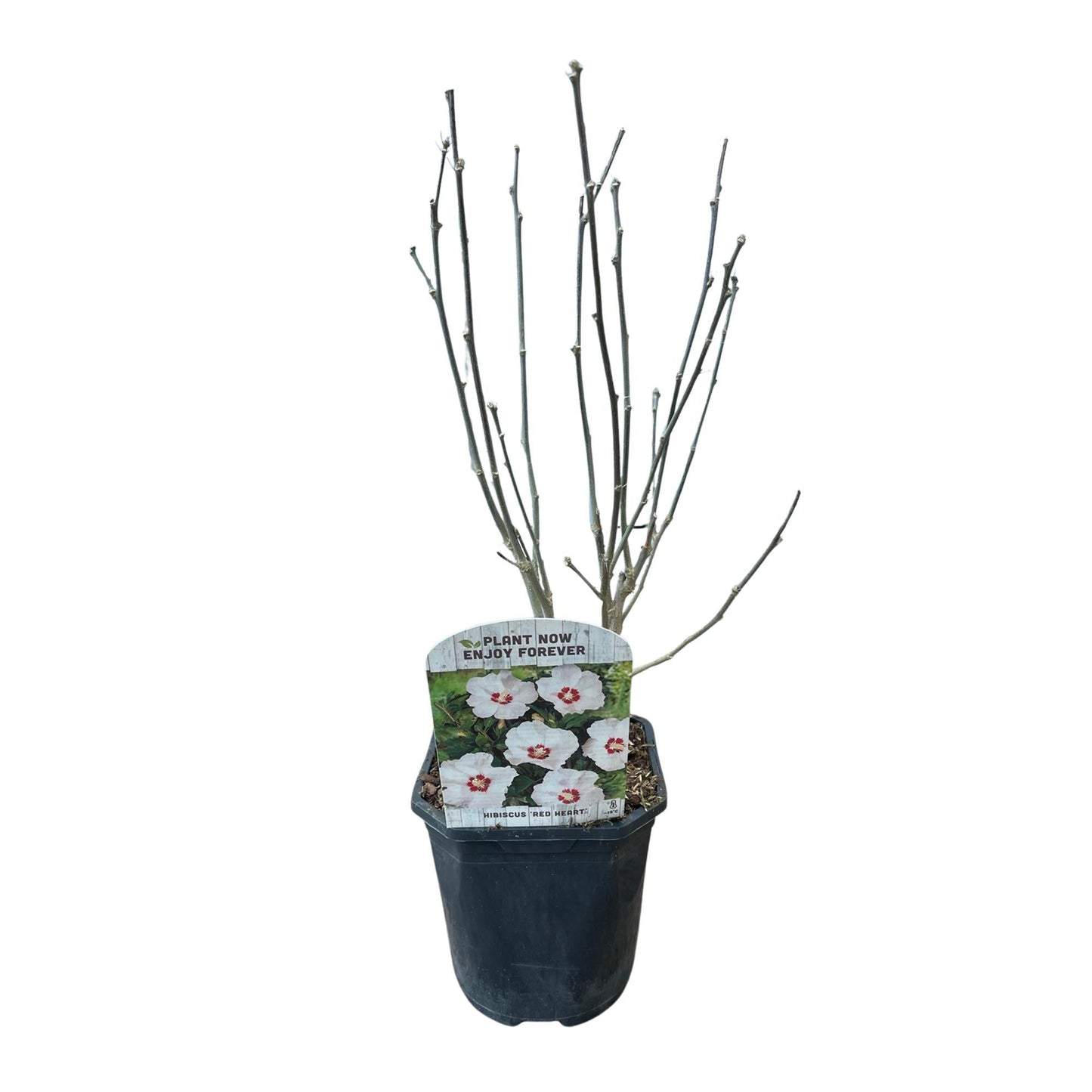 Garteneibisch Hibiscus syriacus Red Heart – Blüte Weiß mit Rotem Herzen – Strauch – Wenig Pflege – 17 cm x H45 cm – Sommerblüher & Bienenfreundlich 
