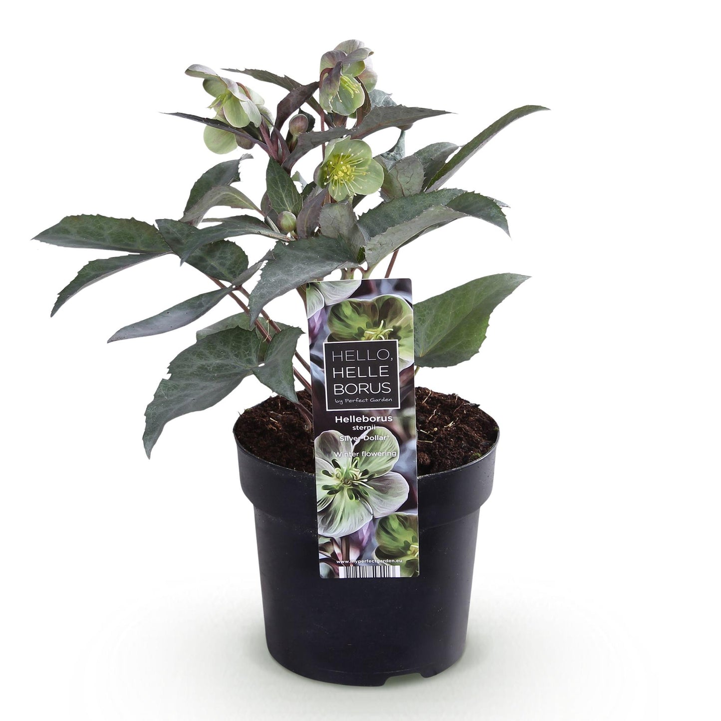 GreenboutiQ - Gartenpflanze - Lenten Rose Helleborus sternii Silver Dollar - Grüne Blume - 1 Pflanze - Immergrün - Topf 14cm Höhe 35cm 