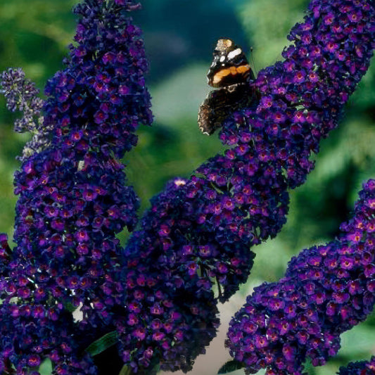 Green boutiQ - Garden Plant - Buddleja davidii Black Night - Butterfly Bush - Hardy - Purple - 3 Plants - Pot 17cm - Height 45cm 