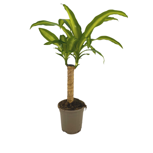 Dracaena Fragrans Massangeana Ø17cm - ↕60 - 80cm 