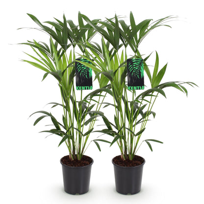 Howea Forsteriana – Kentia-Palme – 2 Pflanzen – 80–85cm – 19cm – Pflegeleichte Zimmerpalmen mit eleganten Wedeln – Tropische, luftreinigende Grünpflanzen für moderne Innenräume 