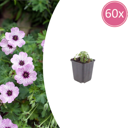 Geranium cinereum Ballerina – 60 Pflanzen – Ø9cm – Höhe 10-25cm – Winterharte Staude – Zartrosa Blüten – Pflegeleicht für Steingarten, Beet & Kübel