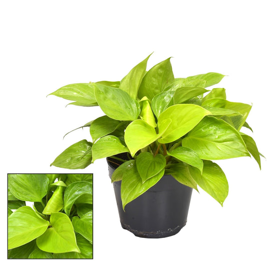 Homalomena Lemon Lime – Zimmerpflanze – Ø15cm – ↕30cm Höhe – Leuchtend gelb-grünes Laub – Pflegeleicht & luftreinigend 