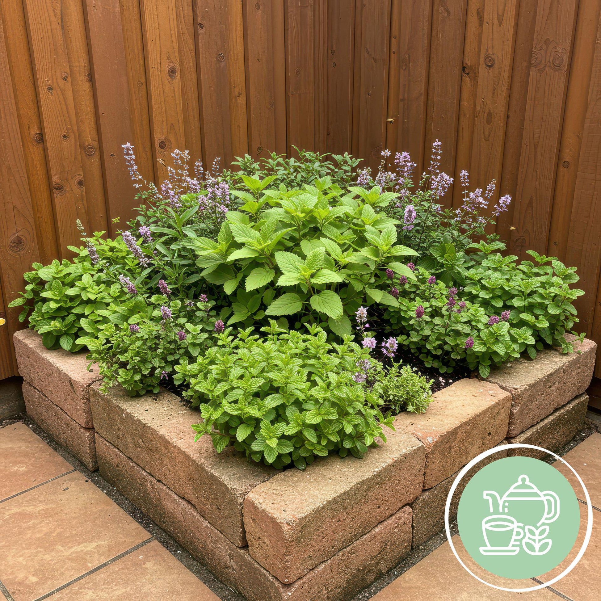 Staudenset „Teekräuter“ – 8 aromatische Kräuterstauden für ca. 1 m² – Für frischen Kräutertee aus dem eigenen Garten – Pflegeleichtes Kräuterpaket – Ø11 cm 
